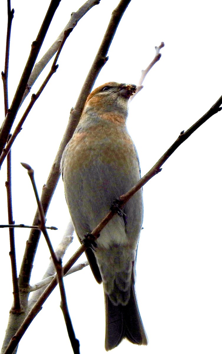 Pinu-gailupa - ML645948028