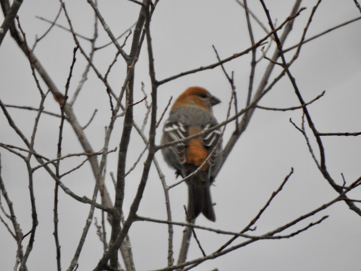 Pinu-gailupa - ML645948029