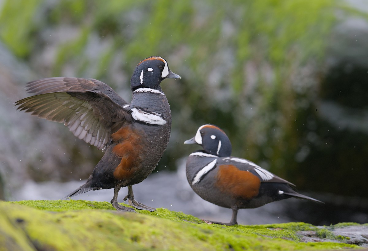 Ahate arlekina - ML645948036