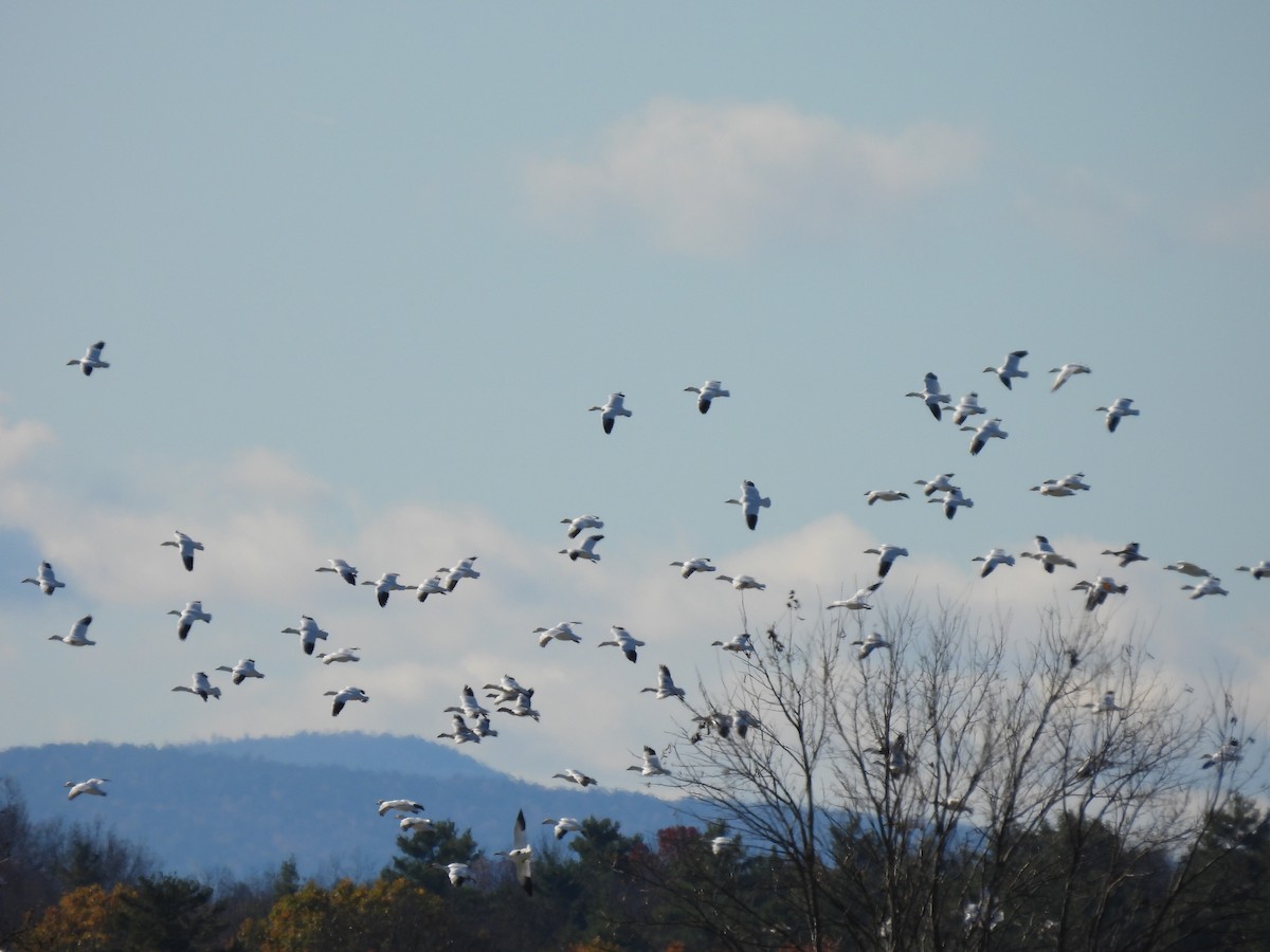 Snow Goose - ML645948040