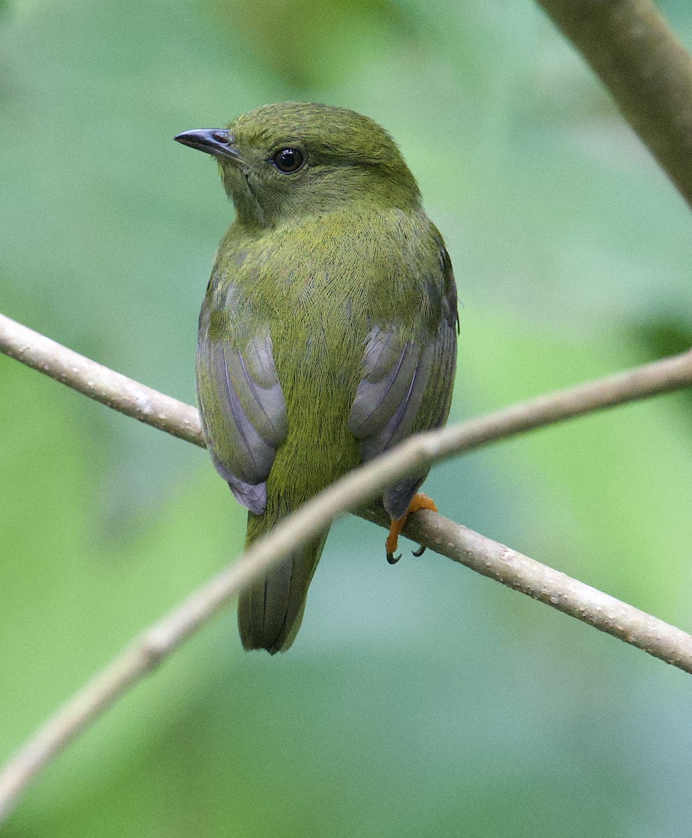 White-collared Manakin - ML645948041