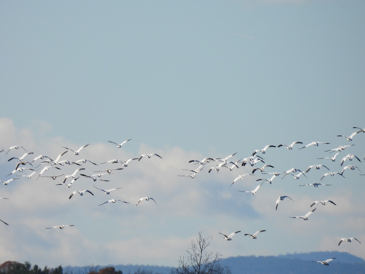 Snow Goose - ML645948042