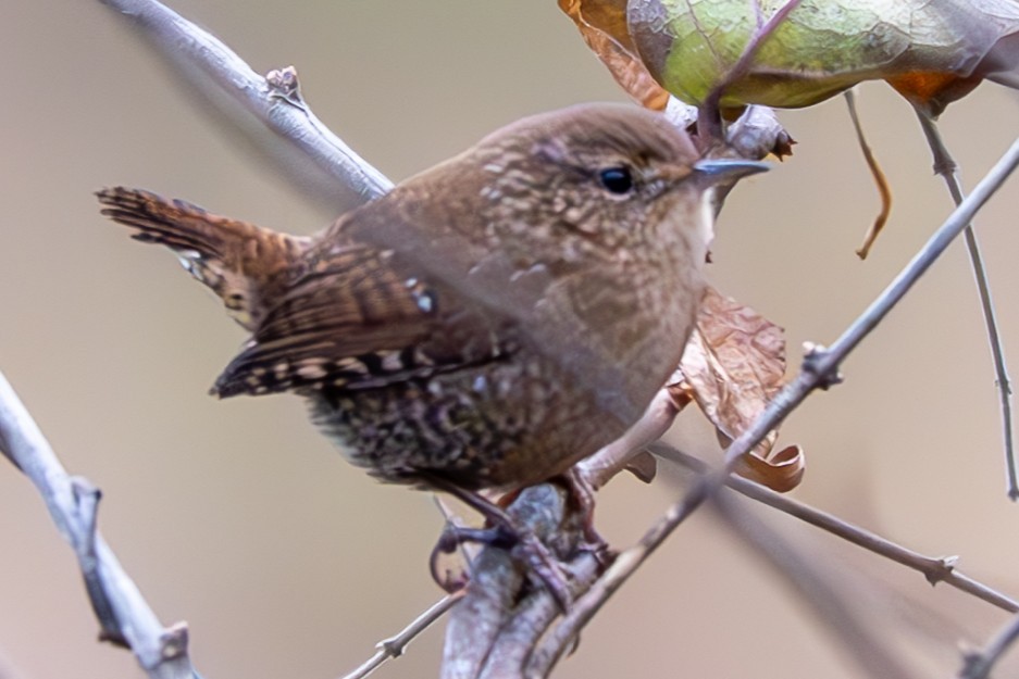 Winter Wren - ML645948048