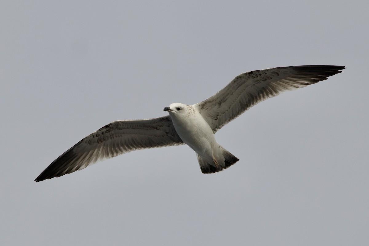 שחף בלתי-מזוהה - ML645948068