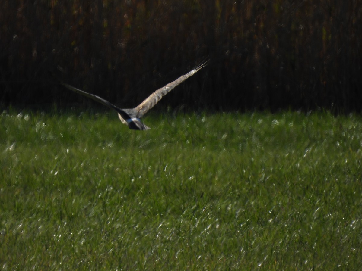 Northern Harrier - ML645948069