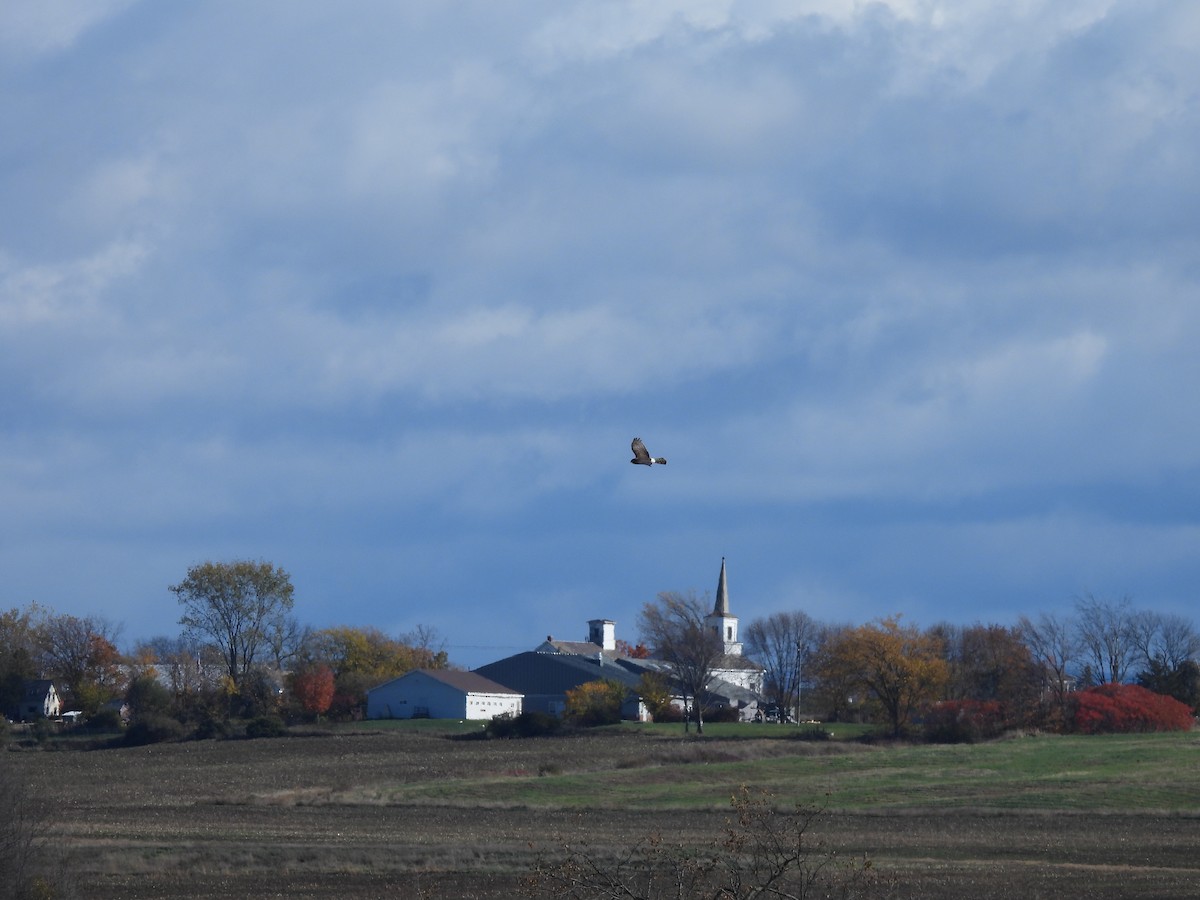 Northern Harrier - ML645948070