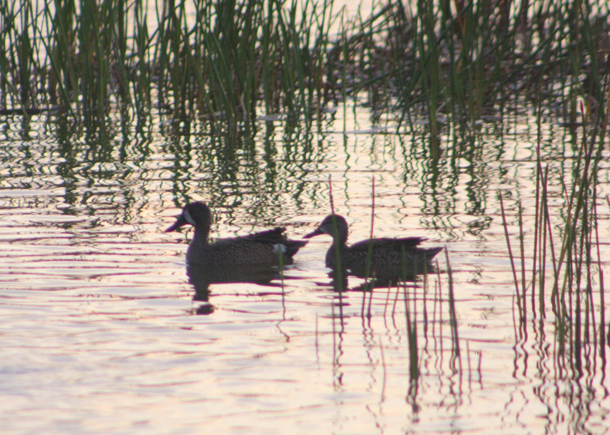 Blue-winged Teal - ML645948071