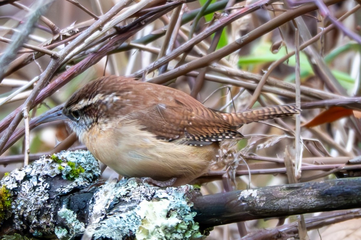 Carolina Wren - ML645948085