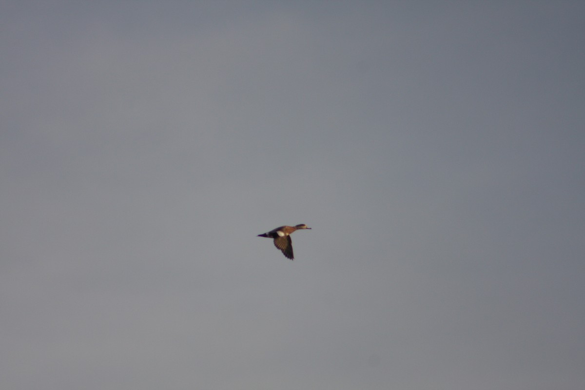 American Wigeon - ML645948087