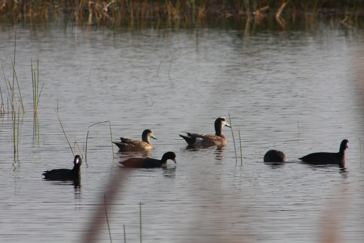 American Wigeon - ML645948088