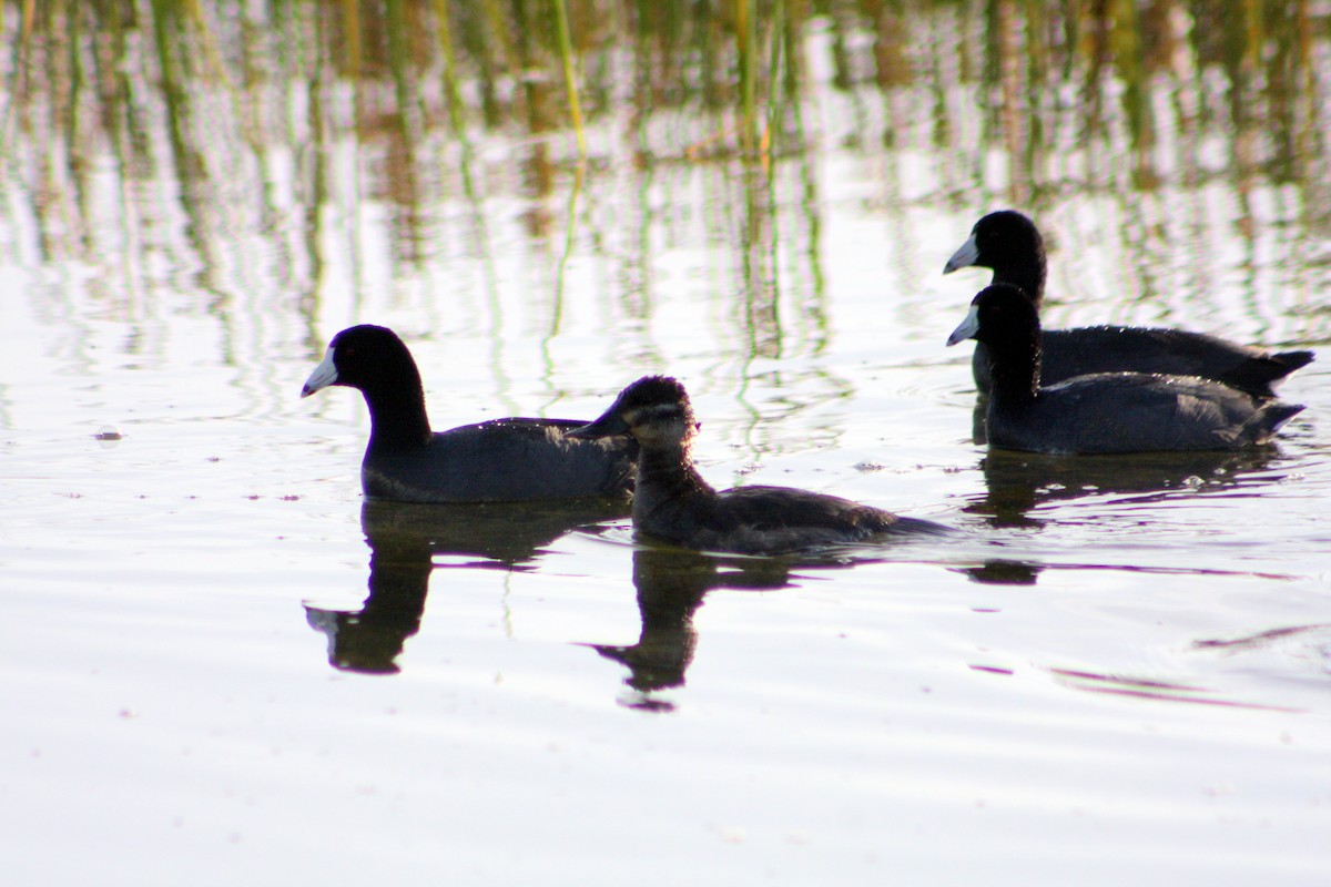 Ruddy Duck - ML645948092