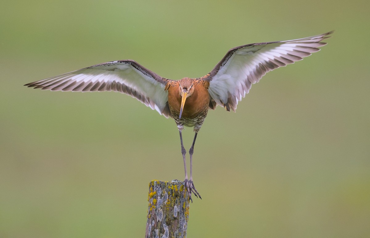 Black-tailed Godwit - ML645948122