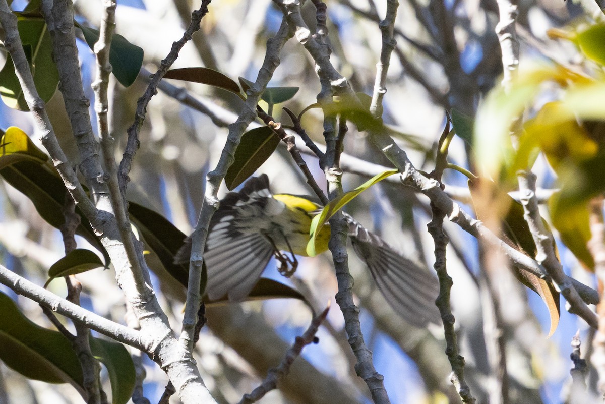 Magnolia Warbler - ML645948123