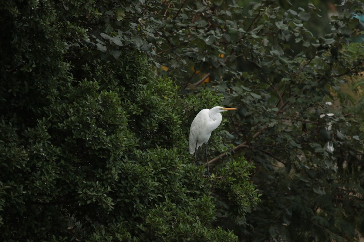 Great Egret - ML645948124