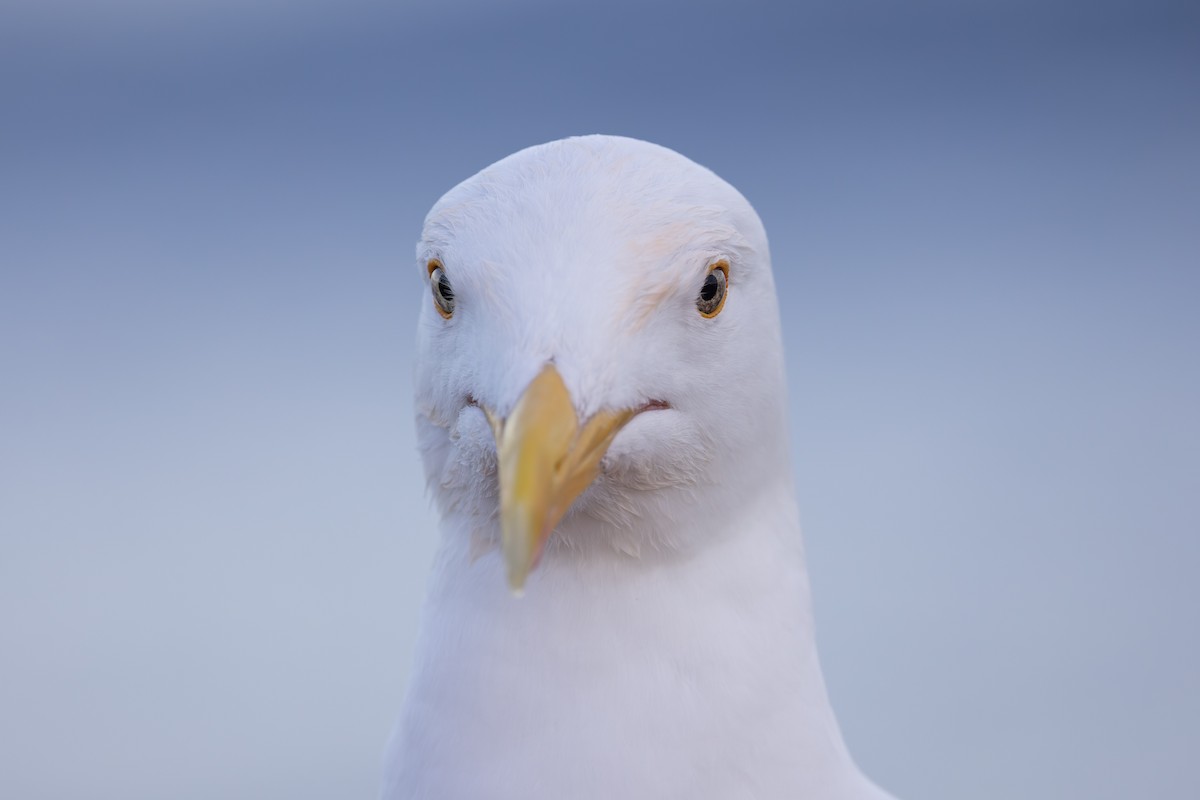 Мартин західний - ML645948125