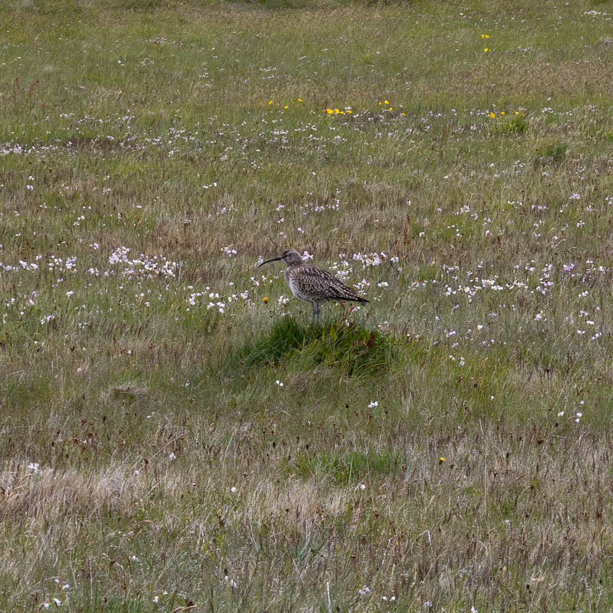 中杓鷸 - ML645948131