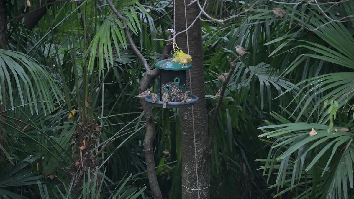 Горобець італійський - ML645948132