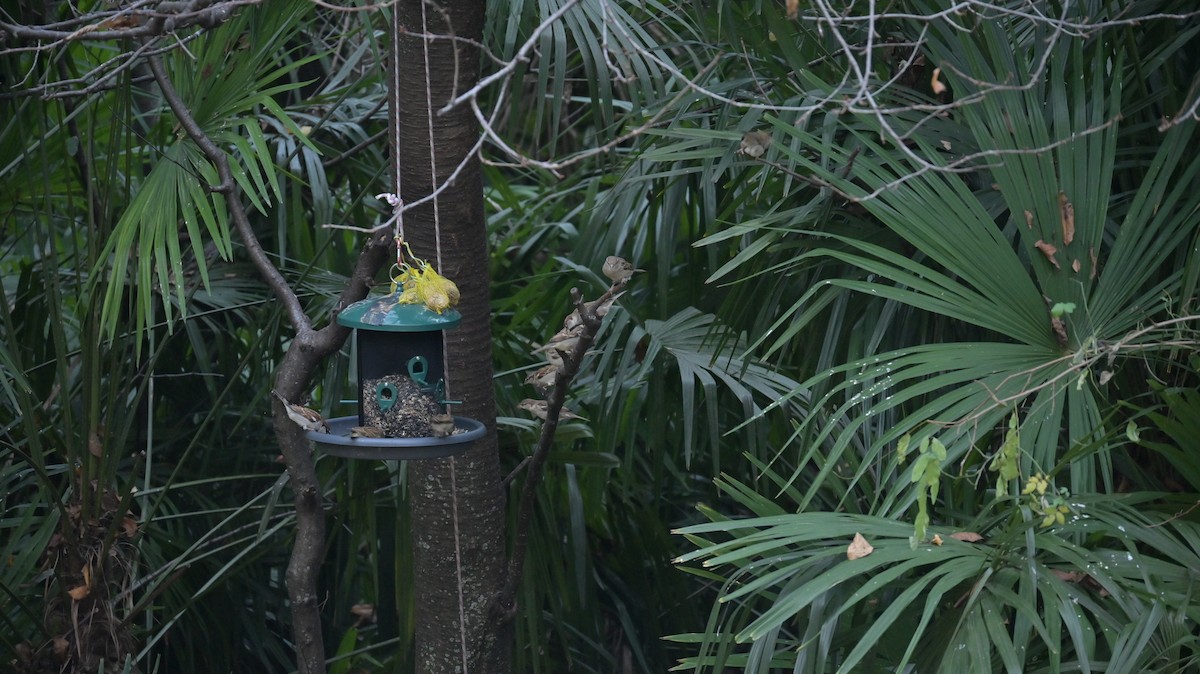 Горобець італійський - ML645948133