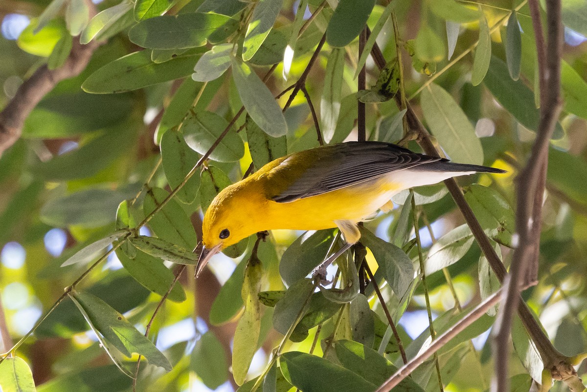 Prothonotary Warbler - ML645948135
