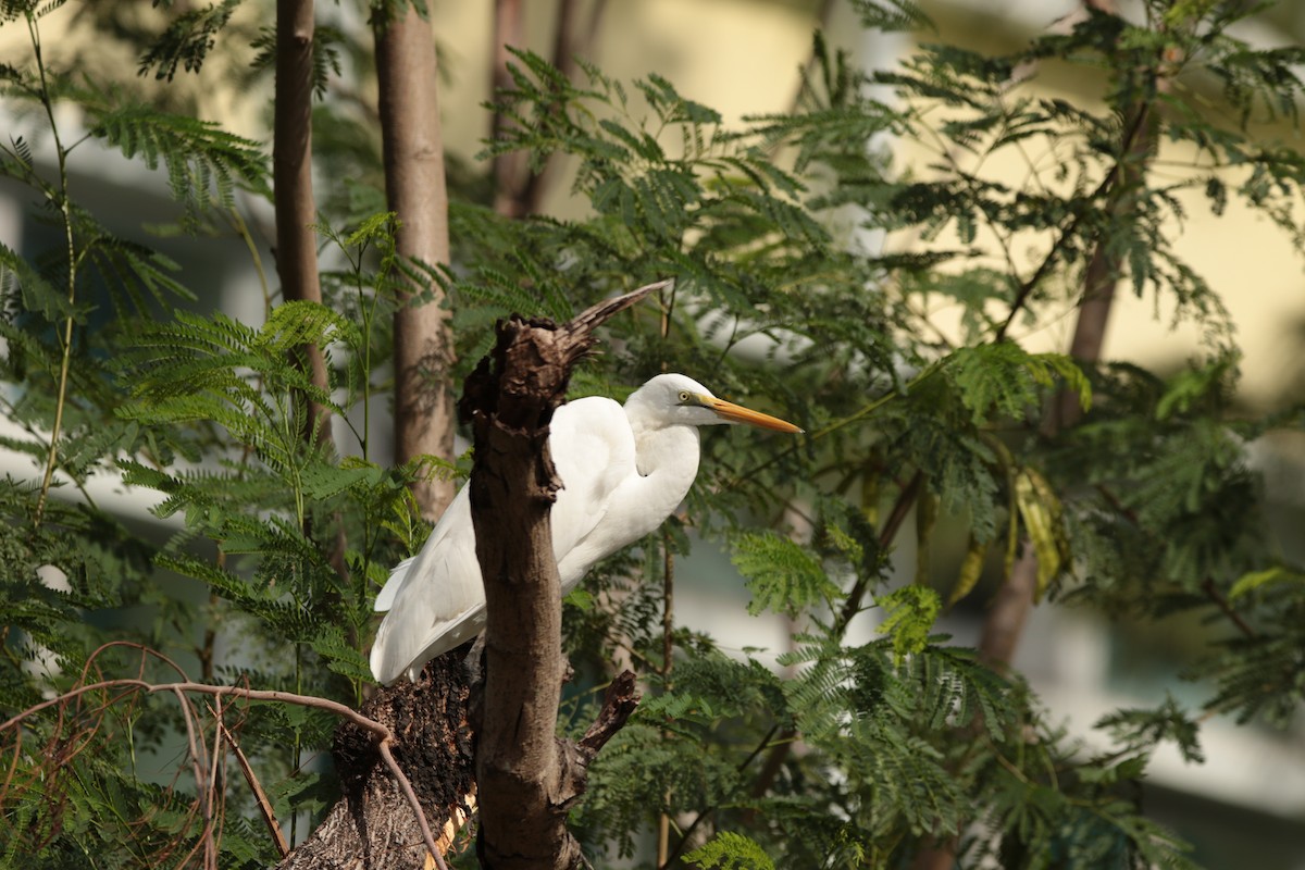 Great Egret - ML645948137