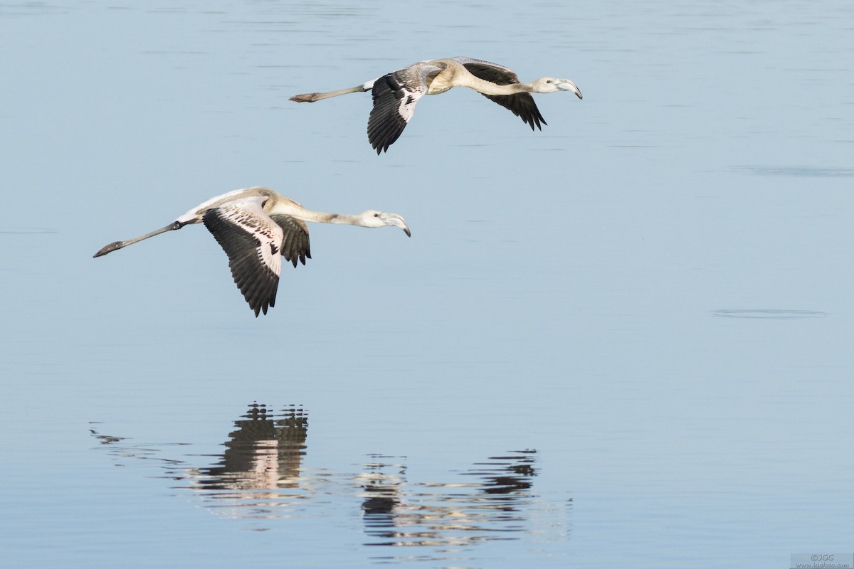 Greater Flamingo - ML645948146
