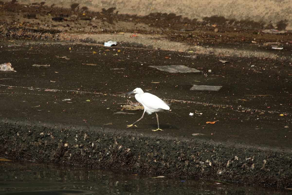 Little Egret - ML645948147