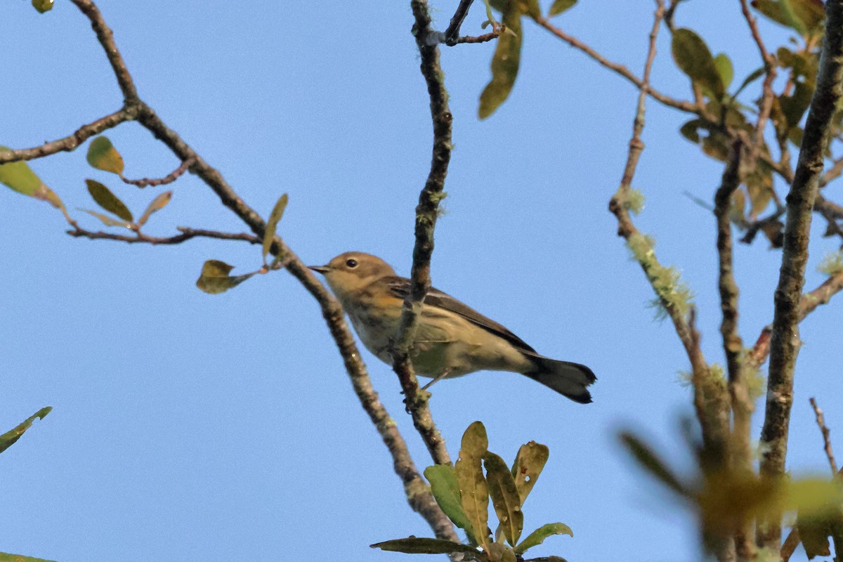 Pine Warbler - ML645948150