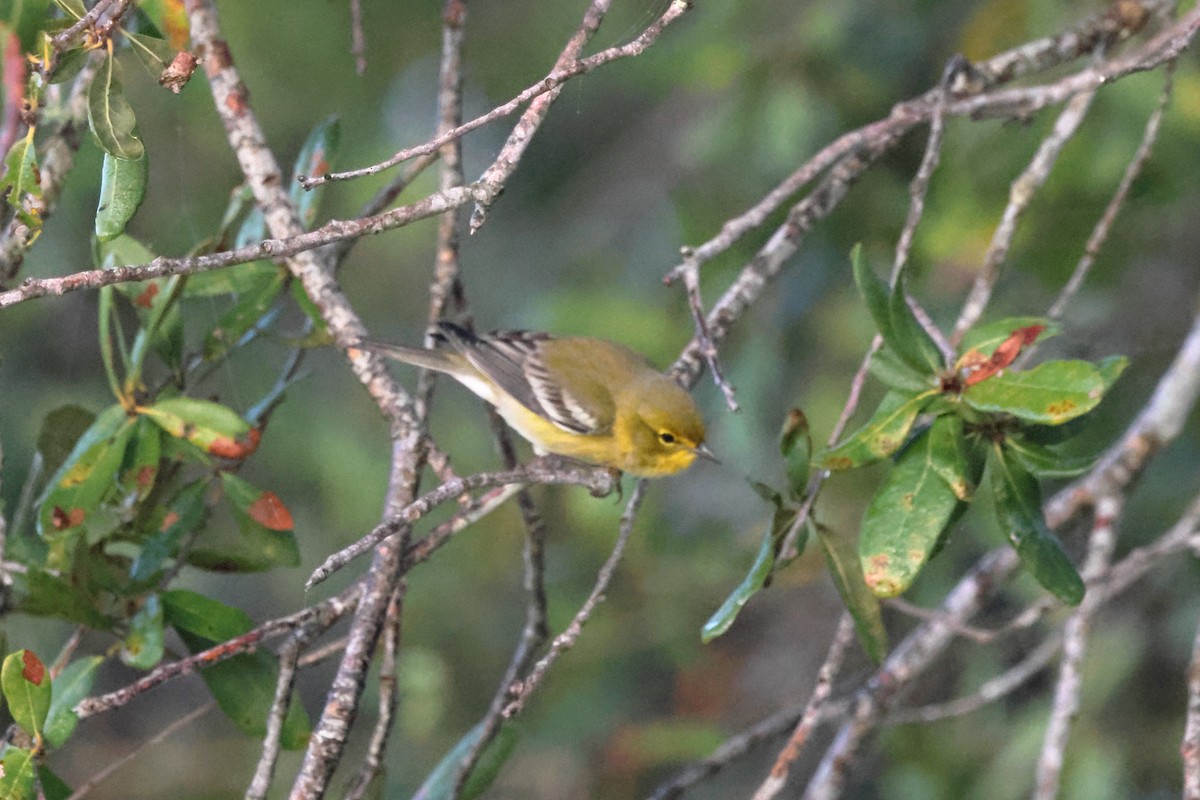 Pine Warbler - ML645948151