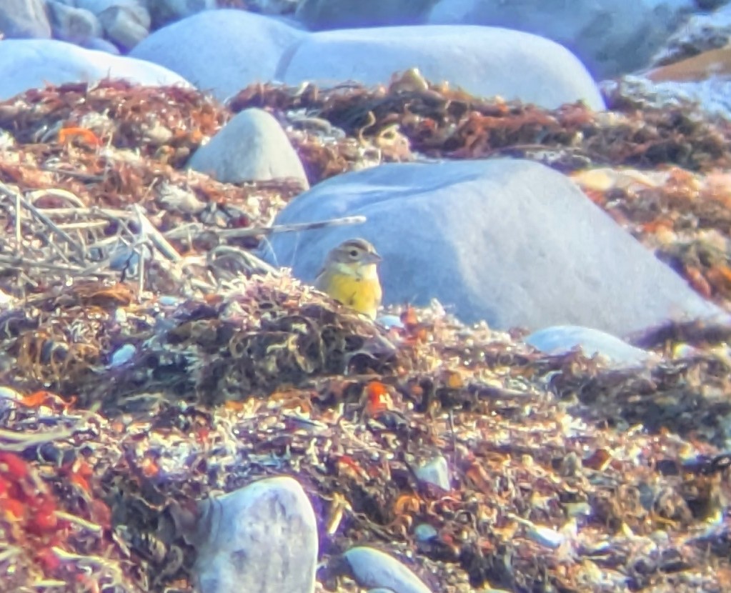 Dickcissel - ML645948153