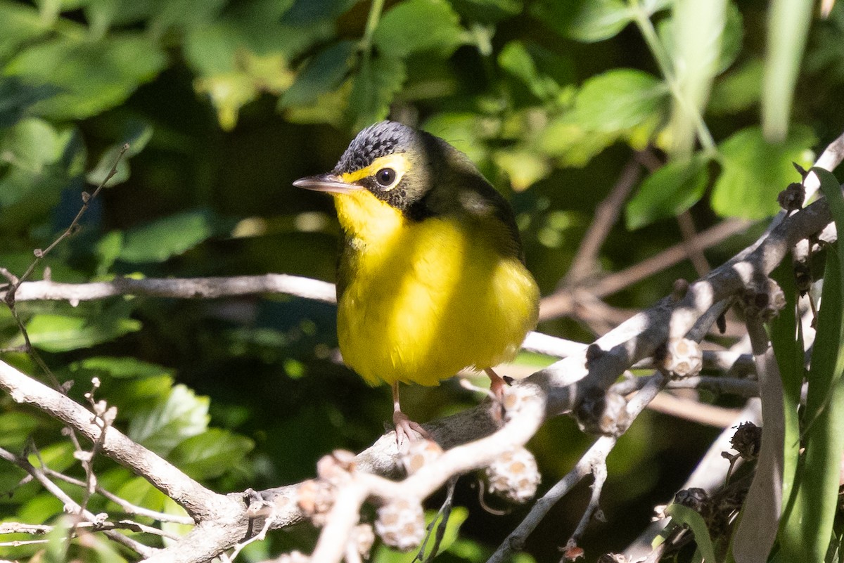 Kentucky Warbler - ML645948154