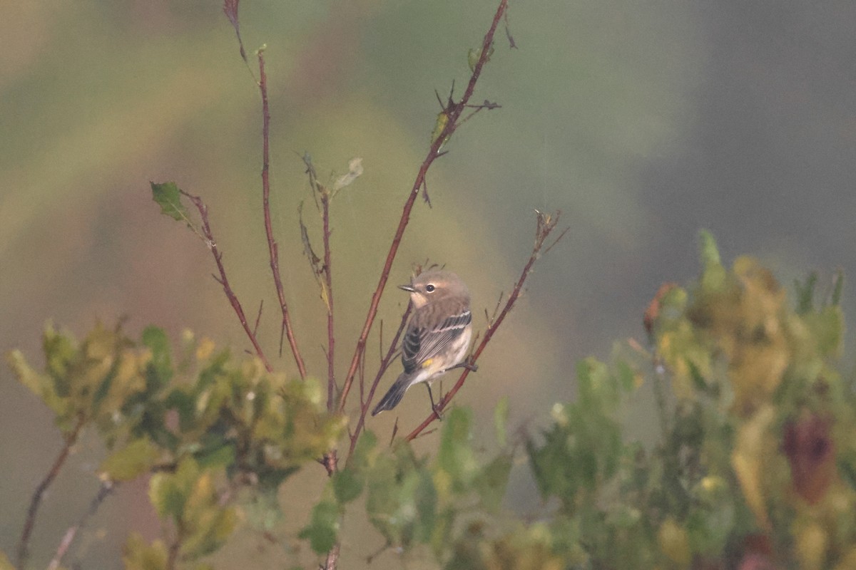 Yellow-rumped Warbler - ML645948160