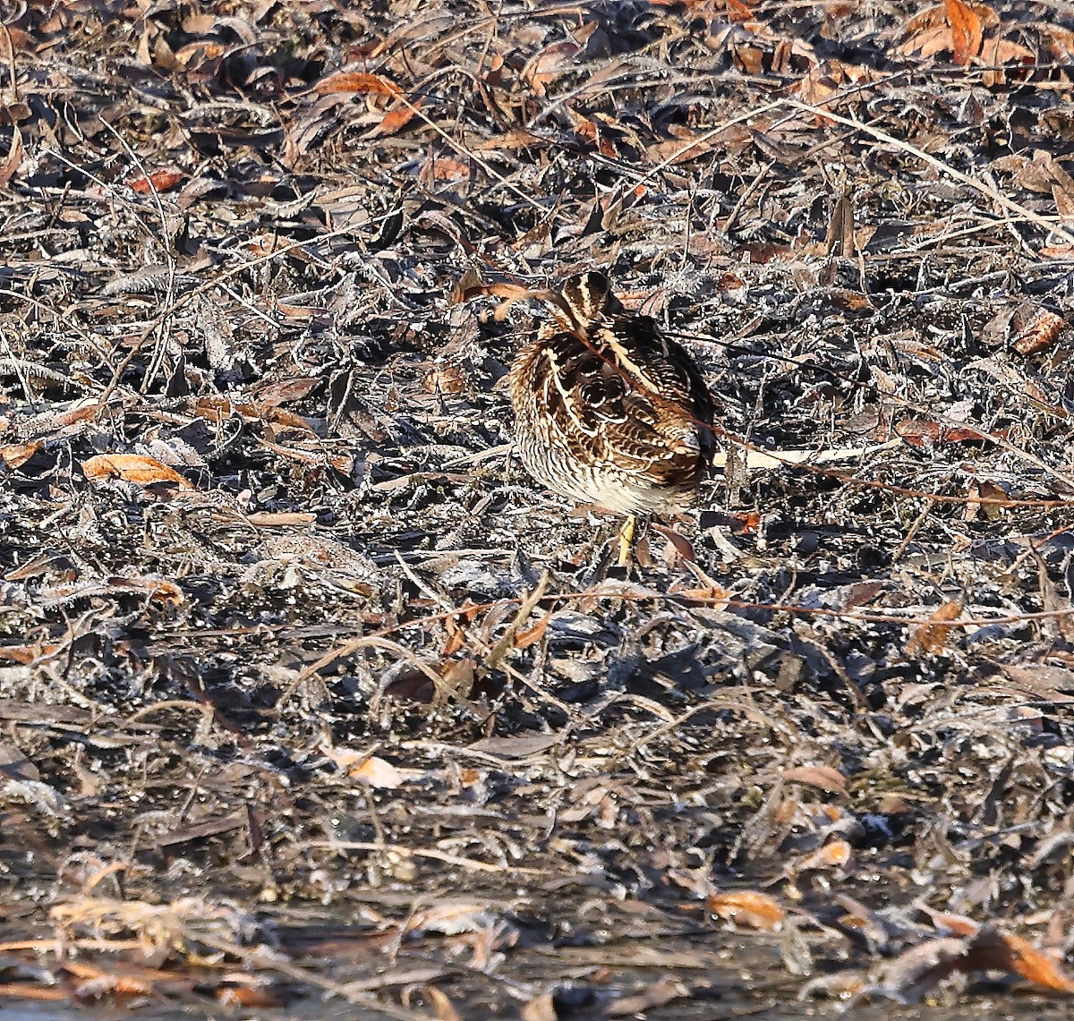 Wilson's Snipe - ML645948163