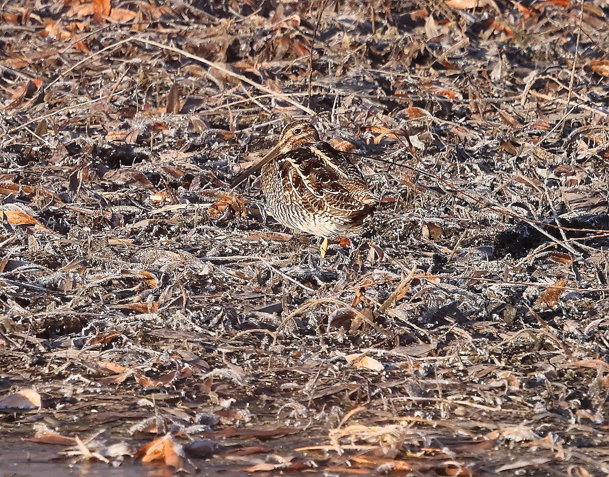 Wilson's Snipe - ML645948164