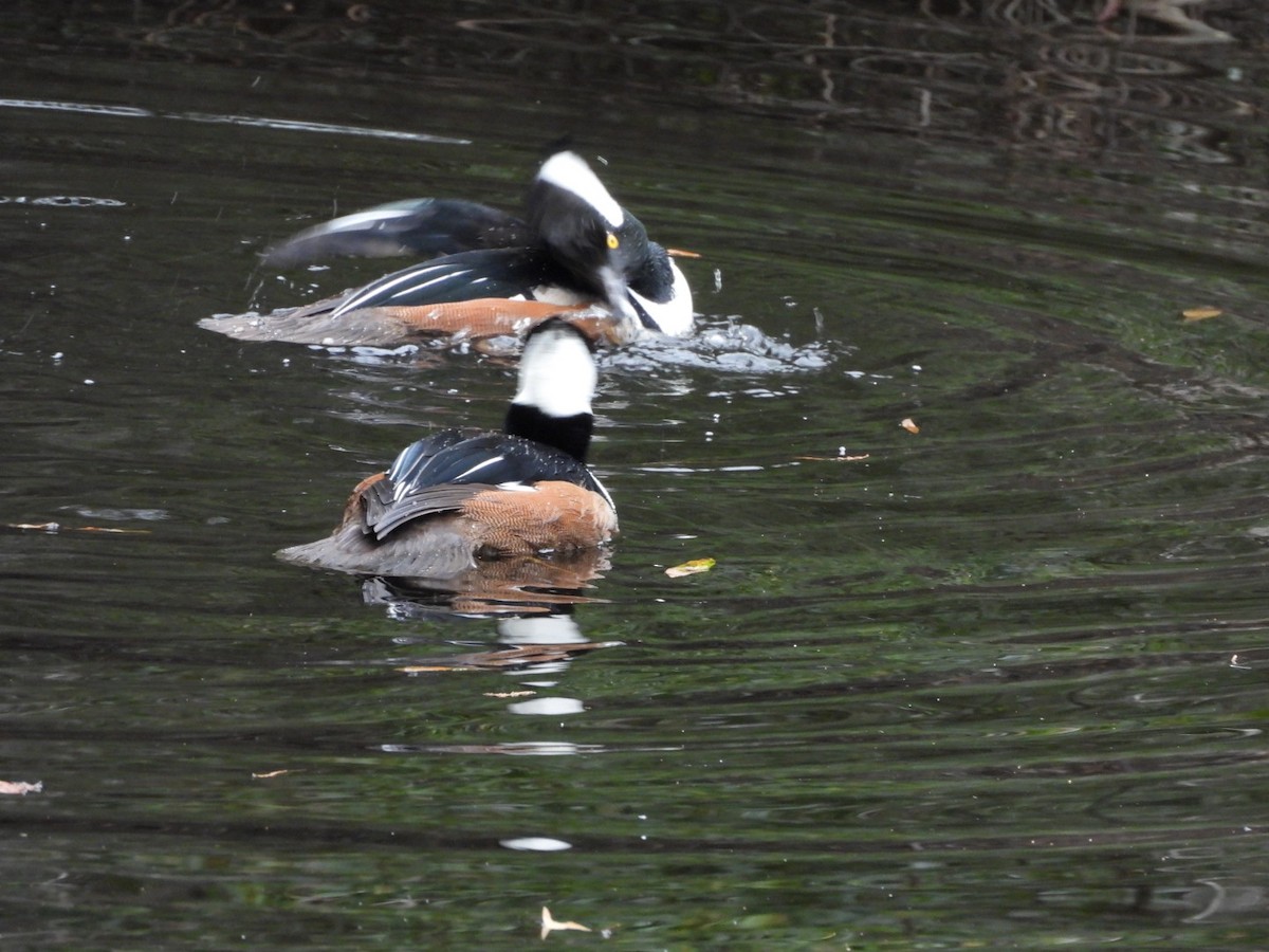 Hooded Merganser - ML645948170