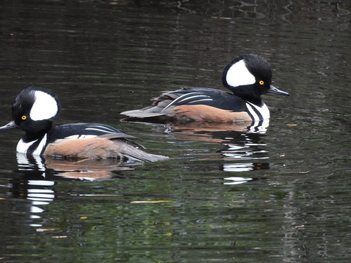 Hooded Merganser - ML645948171