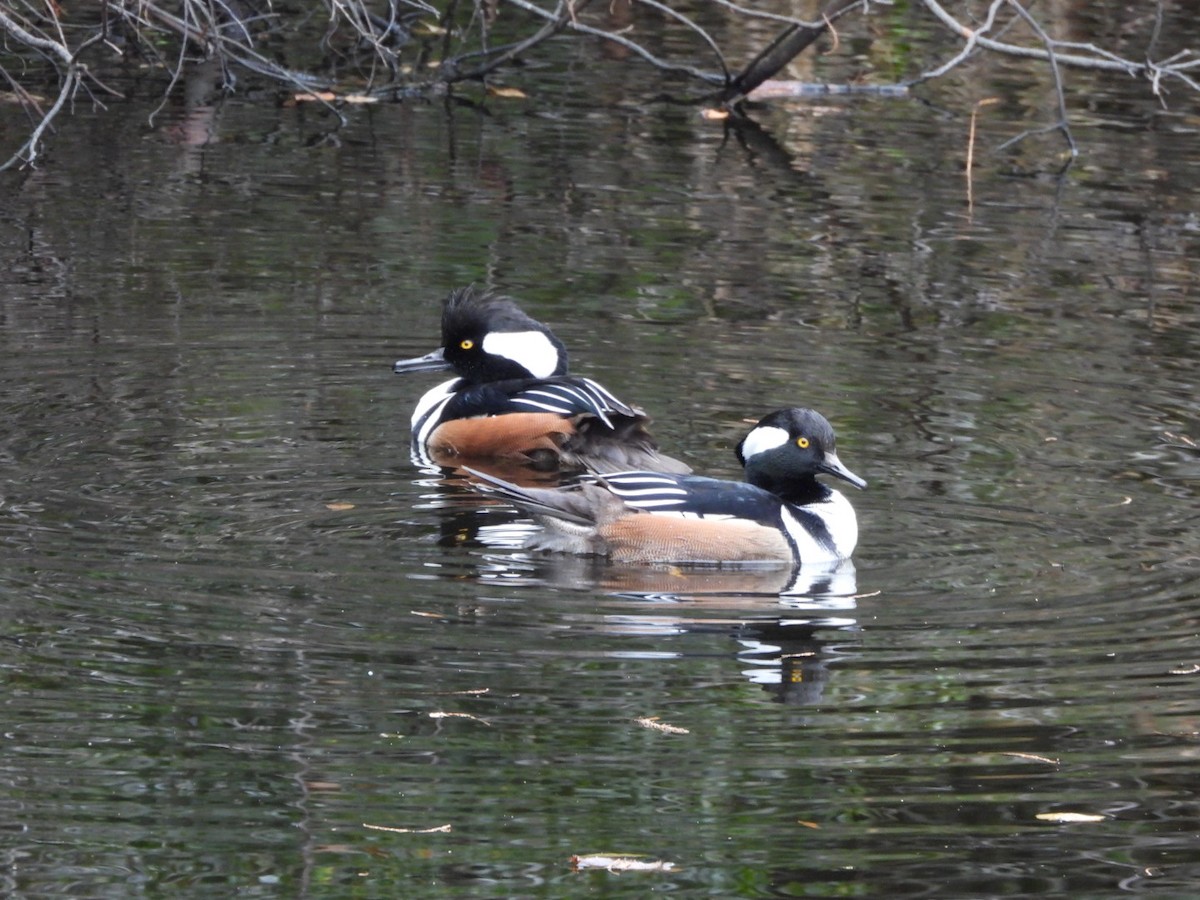 Hooded Merganser - ML645948172