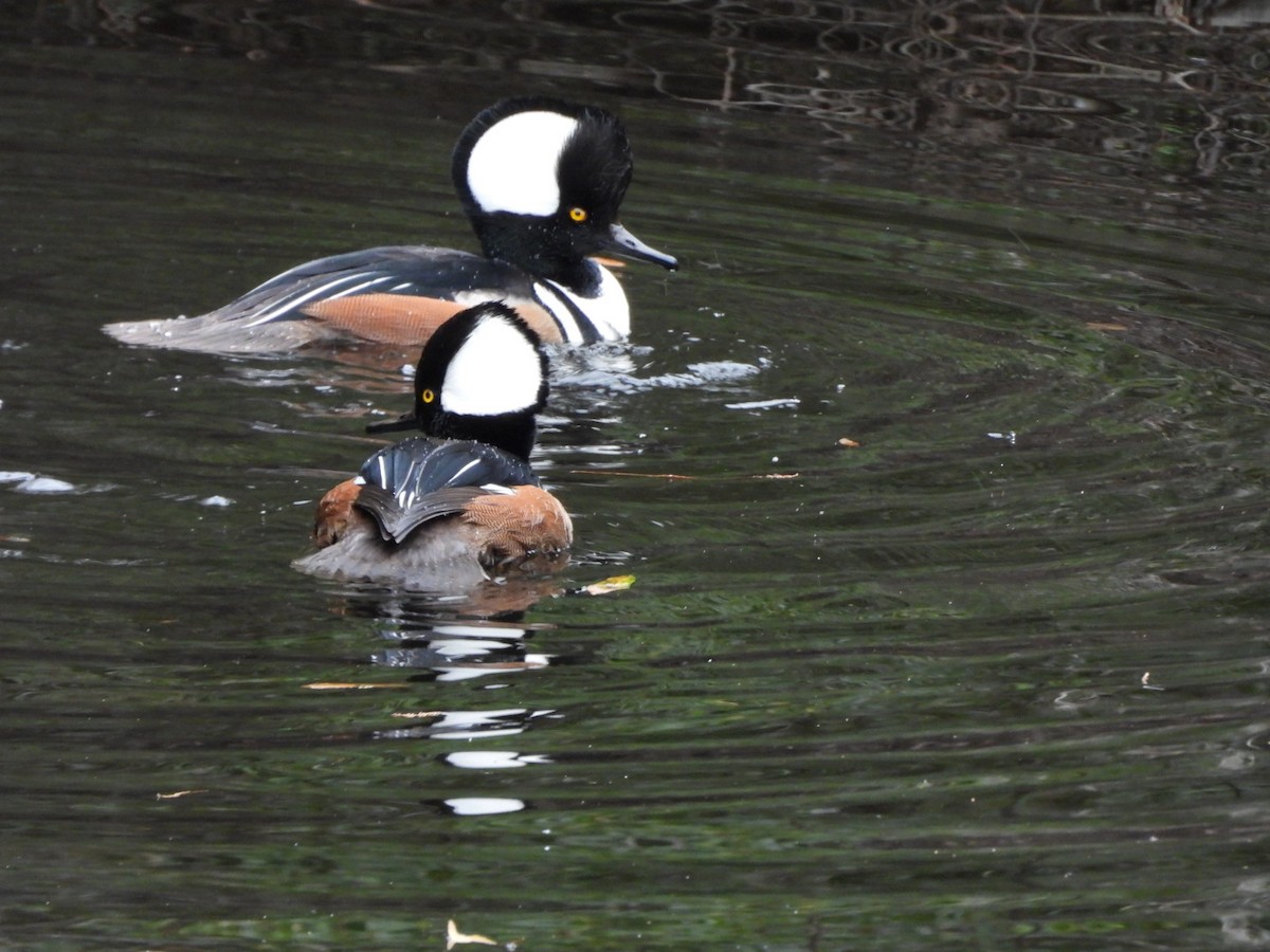 Hooded Merganser - ML645948173