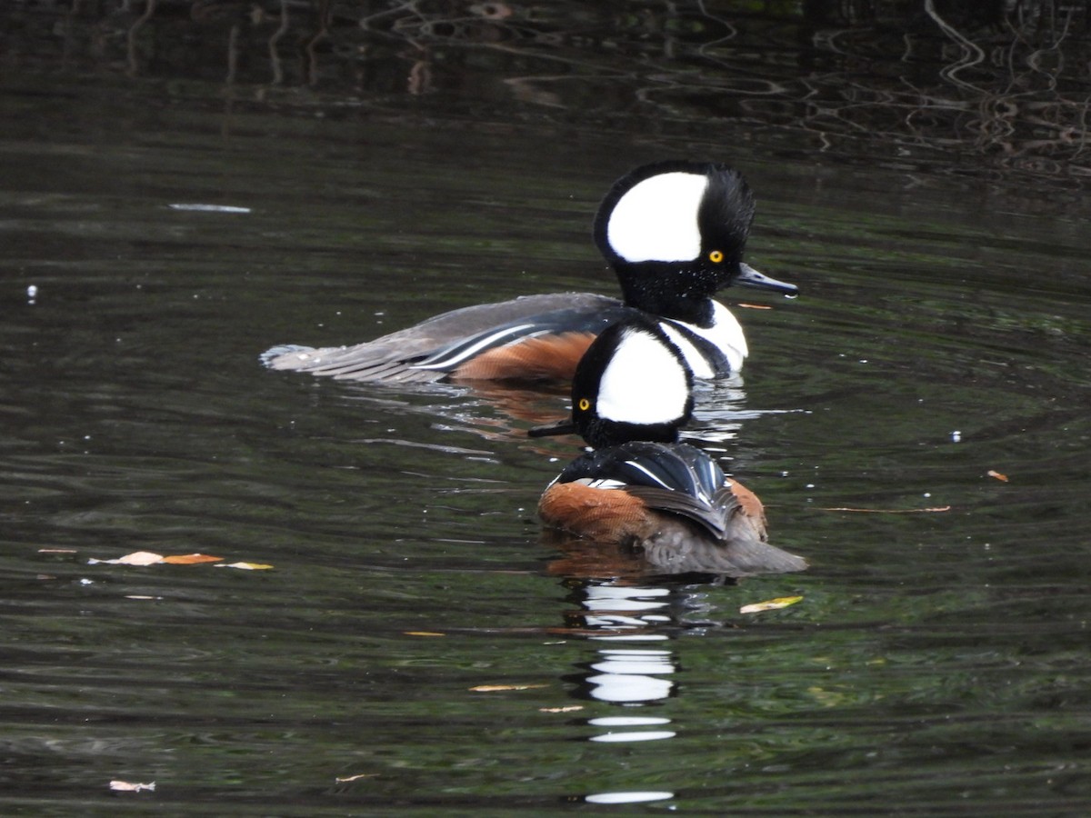 Hooded Merganser - ML645948174
