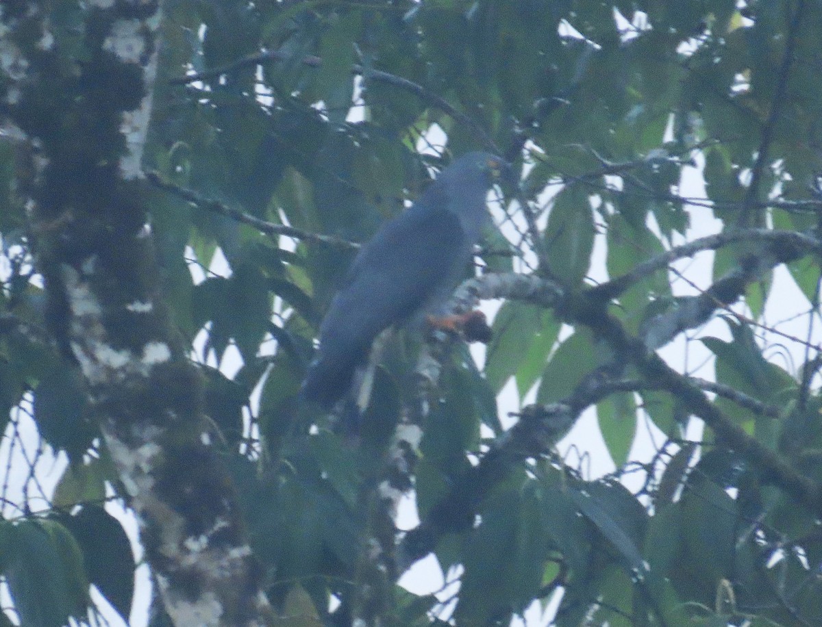 hákozobec neotropický - ML645948175