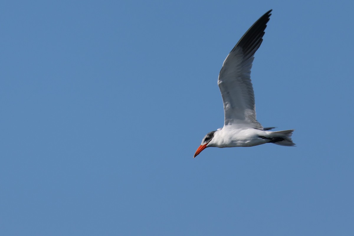 Caspian Tern - ML645948185