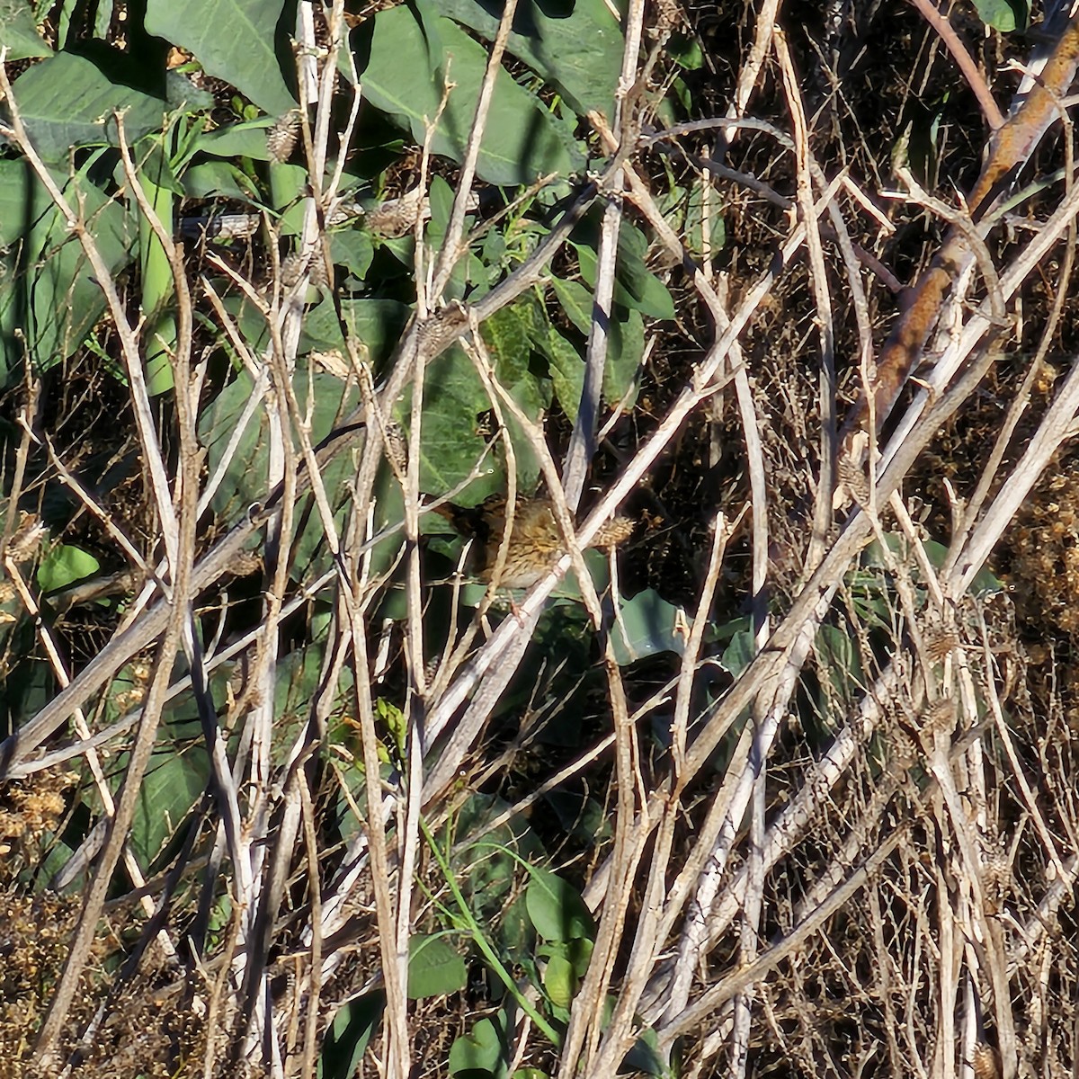 strnadec pruhohlavý - ML645948190