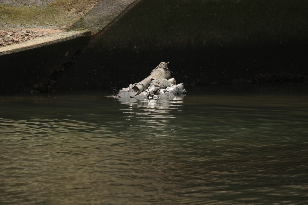 Common Sandpiper - ML645948192