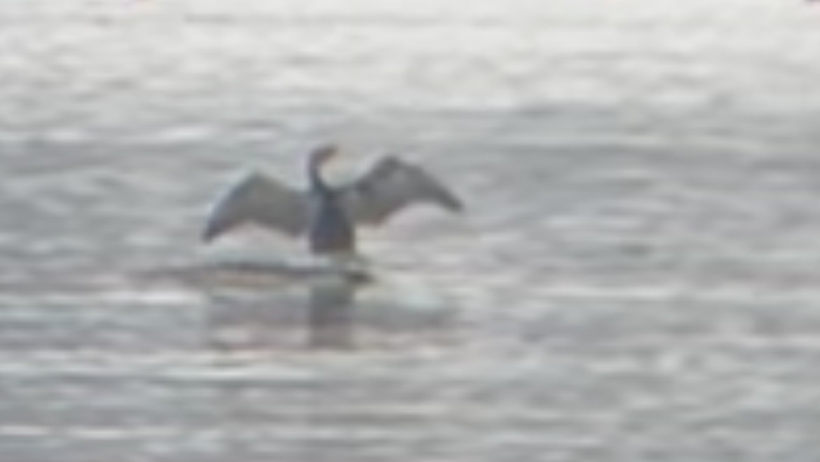 totoppskarv - ML645948193