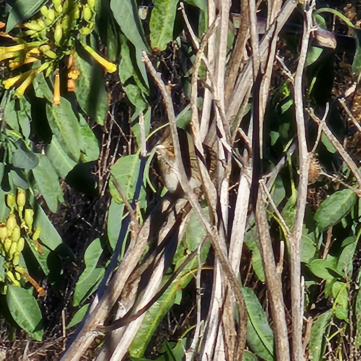 strnadec pruhohlavý - ML645948194