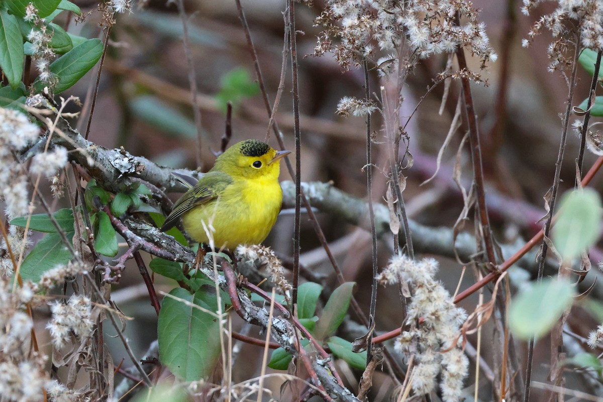 Wilson's Warbler - ML645948203