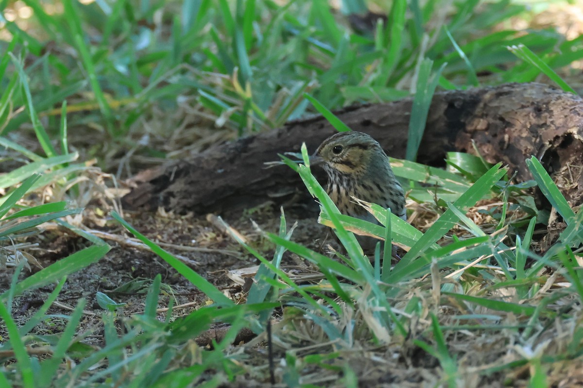 strnadec pruhohlavý - ML645948220