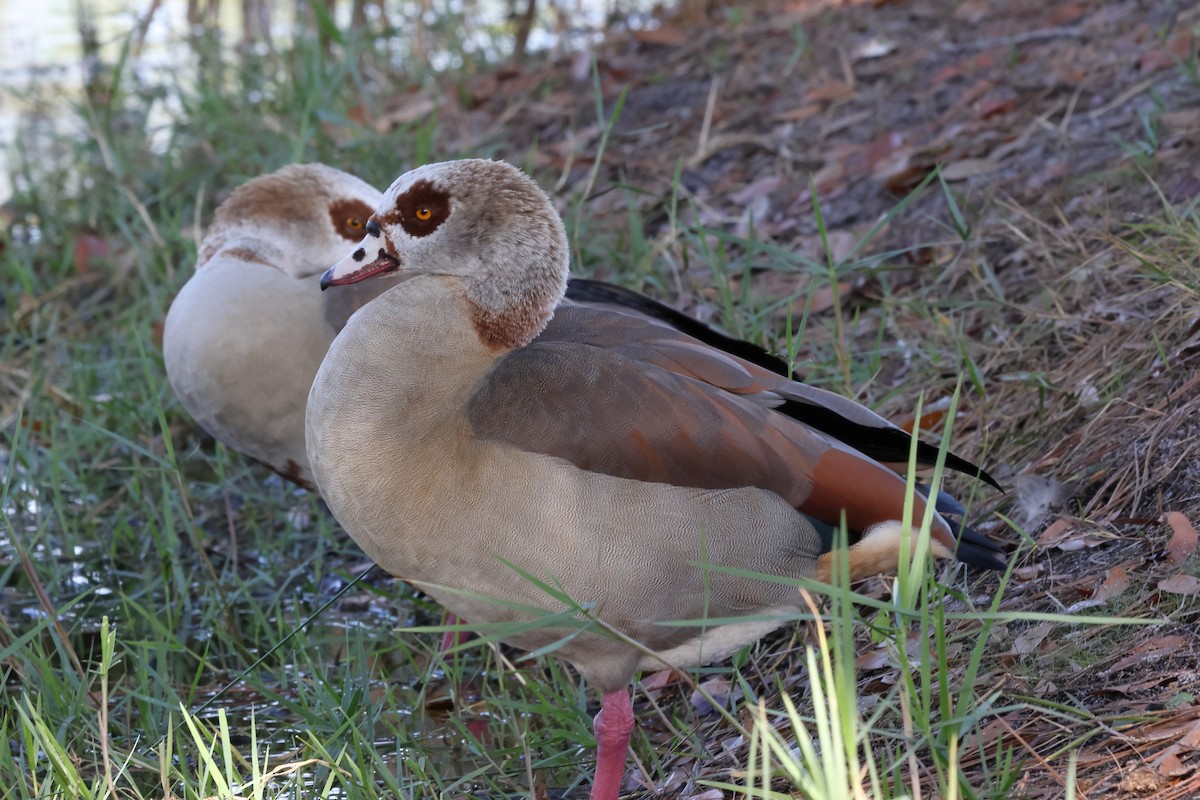Egyptian Goose - ML645948227