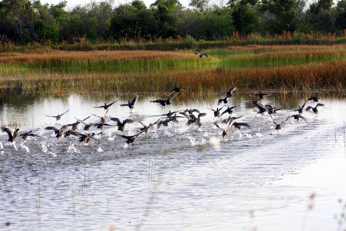 American Coot - ML645948228