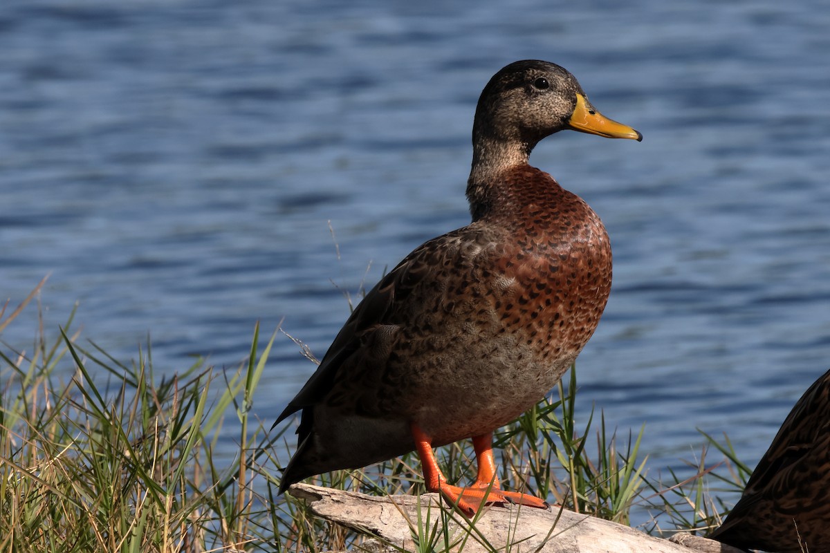 Mallard - ML645948229