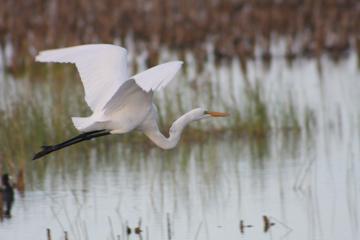 Great Egret - ML645948239